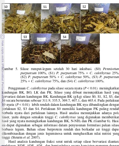 Gambar 5. Silase rumput-legum setelah 30 hari inkubasi. (S0) Pennisetum 