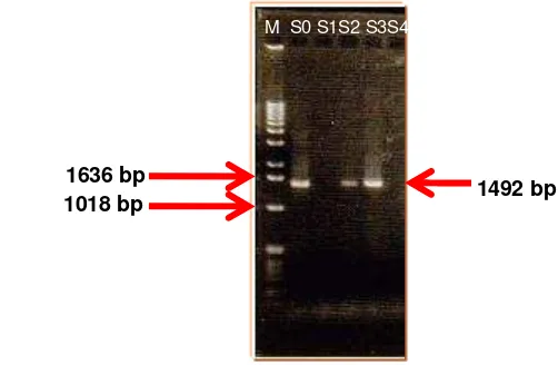 Gambar 7. Amplifikasi 16S rDNA genom bakteri dalam silase rumput-legum 