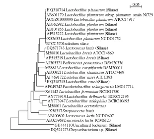 Gambar 9. Hubungan filogenetik bakteri dalam silase rumput-legum 