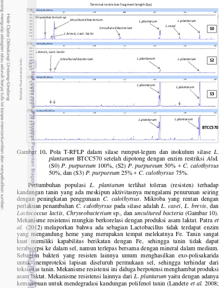 Gambar 10. Pola T-RFLP dalam silase rumput-legum dan inokulum silase L. 