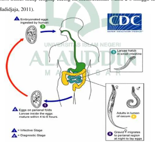 Gambar 2.4 Siklus hidup Oxyus vermicularis