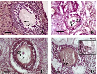 Gambar 2 Hasil Western Blotting antigen bZP3yang dikenali oleh antibodi pada serum kelinci pascainduksi bZP3 (ditunjukkan tanda panah).