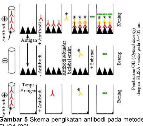Gambar 5 Skema pengikatan antibodi pada metodeELISA [22]