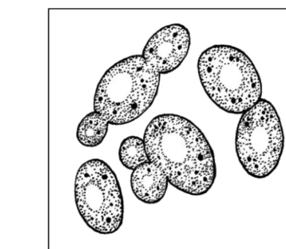Diagram 6  Rajah 6 