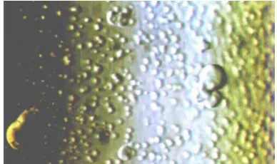 Gambar 3Penampakan droplet emulsi padapenambahan 10 mL n-heksana hasil pengamatandengan mikroskop optik dengan perbesaran 20 X,perbandingan air : n-heksana = 1:2
