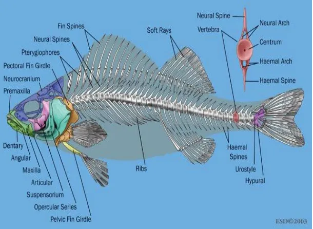Gambar 2.1 Sistem Rangka Ikan11 