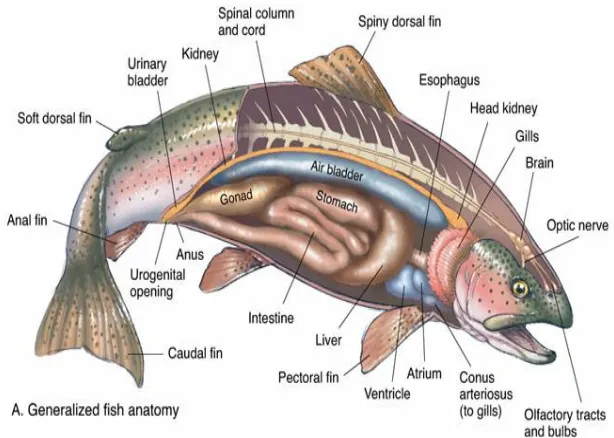 Gambar 2.4 Sistem Pencernaan Ikan18