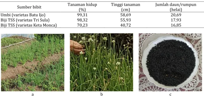 Tabel 1 Pertumbuhan bawang merah (Allium cepa) dari sumber bibit umbi varietas Batu Ijo serta biji true seed 