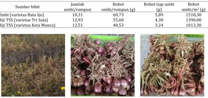 Tabel 3 Rerata hasil umbi tanaman bawang merah yang berasal dari bibit umbi varietas Batu Ijo serta dan biji 