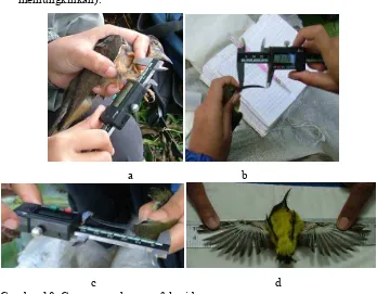 Gambar 10. Cara mengukur morfologi burung a:pengukuran panjang tarsus, b:pengukuran panjang paruh, c:pengukuran panjang kepala, d:pengkuran panjang rentang sayap 