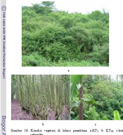 Gambar 16. Kondisi vegetasi di lokasi penelitian. a:KT5, b: KT10, c:hutan 