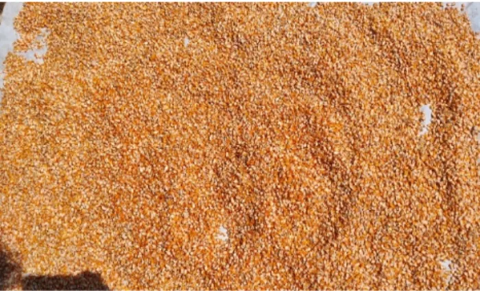 Gambar 3.8. Biji Jagung 