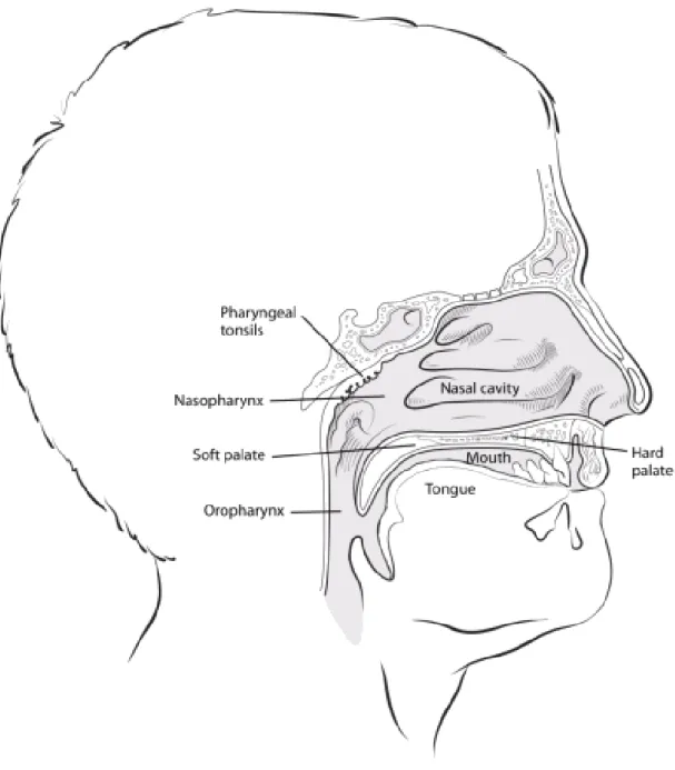 Gambar 2.1 Anatomi Rongga Hidung (American Cancer Society, 2013)  