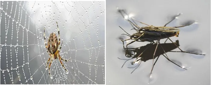 Gambar 2.11a  Tetesan embun pada sarang laba- laba berbentuk bola Gambar 2.11b Serangga hinggap pada permukaan air 