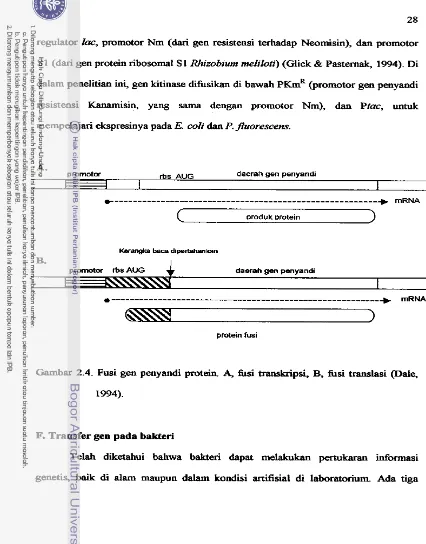 Gambar 2.4. Fusi gen penyandi protein. A, fusi tmmkripsi, B, fUsi translasi (Dale, 