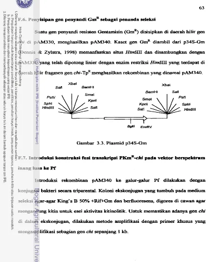 Gambar 3.3. Plasmid p34S-Gm 
