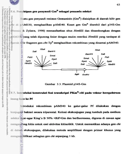 Gambar 3.3. Plasmid p34S-Gm 