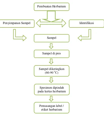 Gambar 3. 1 Diagram Pembuatan Herbarium Kering (Subositi, dkk, 2015: 24) 