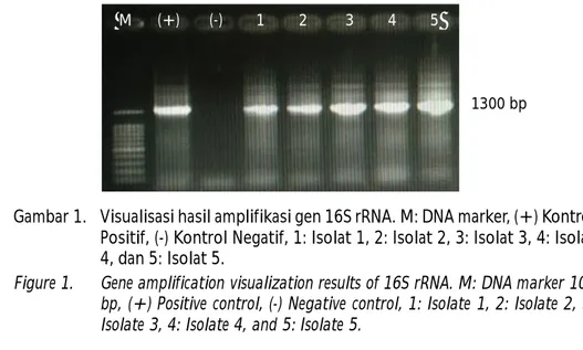 Figure 1. Gene amplification visualization results of 16S rRNA. M: DNA marker 100 bp, (+) Positive control, (-) Negative control, 1: Isolate 1, 2: Isolate 2, 3: Isolate 3, 4: Isolate 4, and 5: Isolate 5.