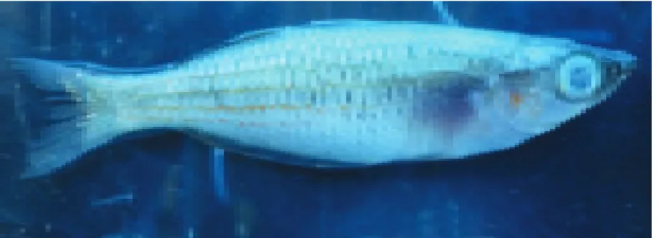 Gambar 1. Ikan rainbow Salawati yang sakit Figures 1. Infected Salawati rainbow fish