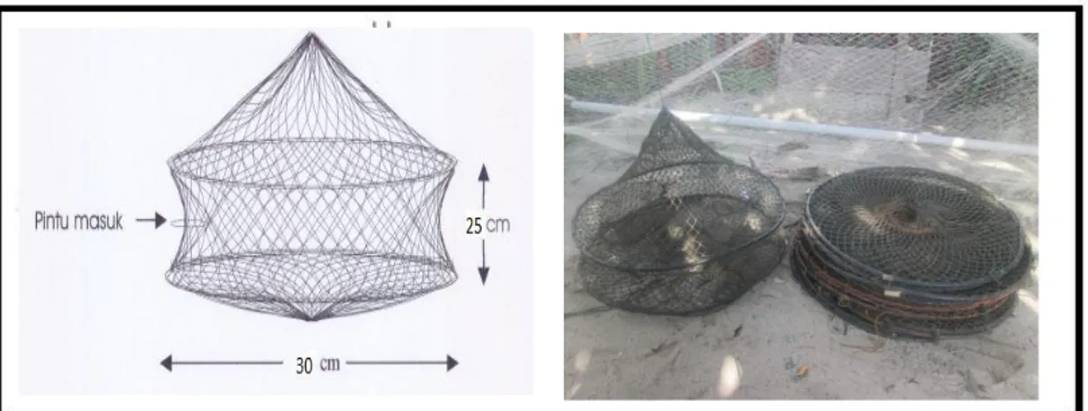 Gambar 2. Bubu yang digunakan sebagai alat tangkap Kepiting   Analisa Data Kelimpahan Kepiting Bakau (Scylla sp.) 