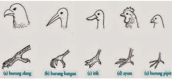 Gambar 2.1 Bermacam-macam bentuk paruh dan kaki pada burung 