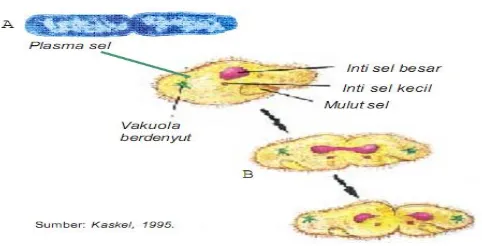 Gambar 2.5 Perkembangbiakan aseksual melalui pembelahan biner pada bakteri (A) dan melalui mitosis pada Protista seperti Paramaecium (B), sel anak dan sel induk memiliki informasi genetik yang sama (identik)