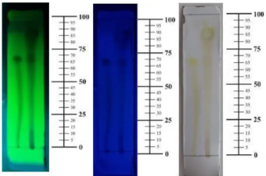Tabel  II.  Hasil  skrining  fitokimia  ekstrak  etanol  daun  kersen  ( Muntingia  calabura L.)  Kandungan  Hasil  Ket  Kimia  Flavonoid  Merah  +  Tanin  Hitam  +  kehijauan   