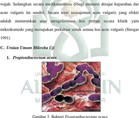 Gambar 2. Bakteri Propionibacterium acnes a. Klasifikasi