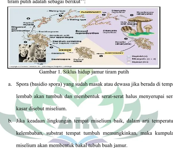Gambar 1. Siklus hidup jamur tiram putih