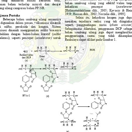 Gambar 1.  Tahapan Reaksi Sambung Silang ( crosslink) pada Molekul Karet Alam dengan Kehadiran DCP dan HVA-2 [Coran, 1989] 