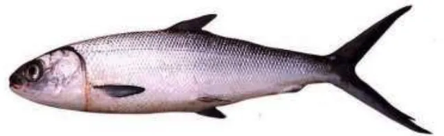Gambar 2.3 Ikan Bandeng (Kepala Pusat Penyuluhan Kelautan dan 