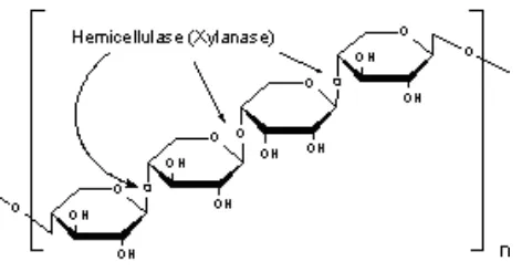Gambar 2.3. Struktur Hemiselulosa 