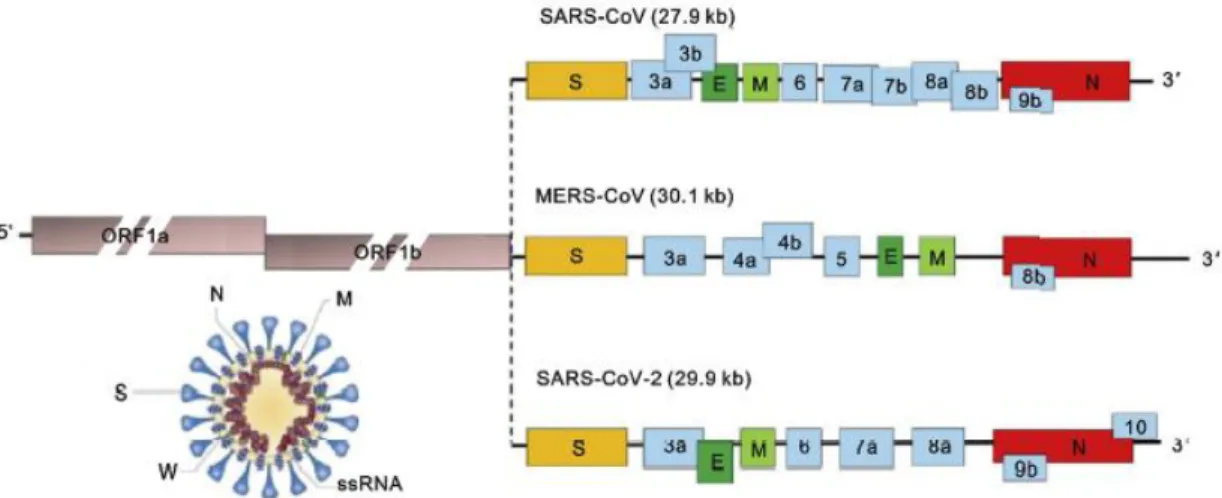Gambar 2.1  Struktur genom SARS-CoV, MERS-CoV, dan SARS-CoV-2. 