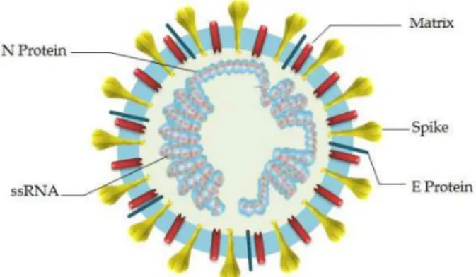 Gambar 2.2  Struktur Severe Acute Respiratory Syndrome Coronavirus 2   (SARS-CoV 2) . 
