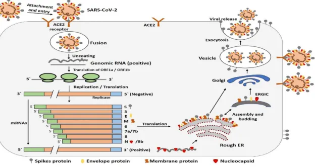 Gambar 2.3 Siklus hidup SARS-CoV-2 di dalam sel. 