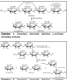 Gambar 1. Deskripsi skematik aktivitas -amilase 