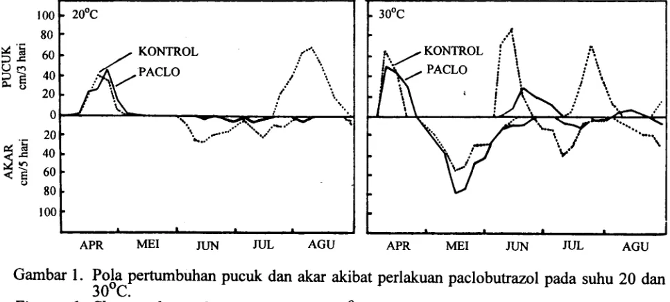 Gambar I. Pola pertumbuhan pucuk clan akar akibat perlakuan paclobutrazol pada suhu 20 clan
