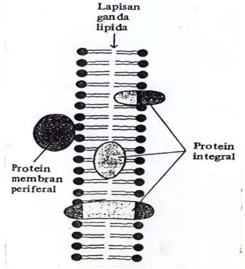 Gambar 2.3. Membran Sel Tumbuhan Model Fluida Mosaik 