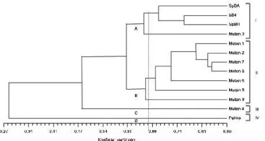 Gambar 1. Dendrogram analisis kluster berdasarkan karakter molekuler ISSR 9 mutan anggrek S
