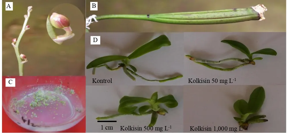 Gambar 2. Representasi spike dan kuncup bunga sebelum perlakuan (A), buah anggrek (B) protocorm hasil perkecambahan biji anggrek (C) dan planlet kontrol dan asal perlakuan kolkisin pada kuncup bunga