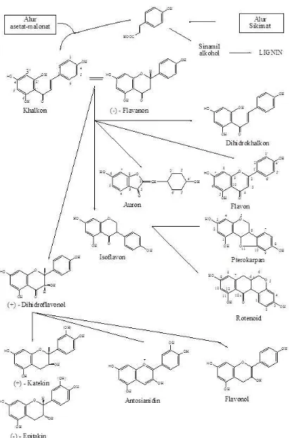 Gambar 1 Biosintesa hubungan antara jenis monomer flavonoida dari alur  