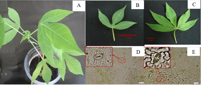 Gambar 3. Irisan melintang buku tunas ubi kayu genotipe Jame-jame: (A) pangkal, (B) tengah, dan (C) ujung 