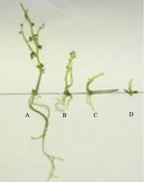 Gambar 2. Perbedaan tinggi tanaman dan panjang akar planlet kentang IPB 1 in vitro pada 4 MST akibat perlakuan asam fusarat