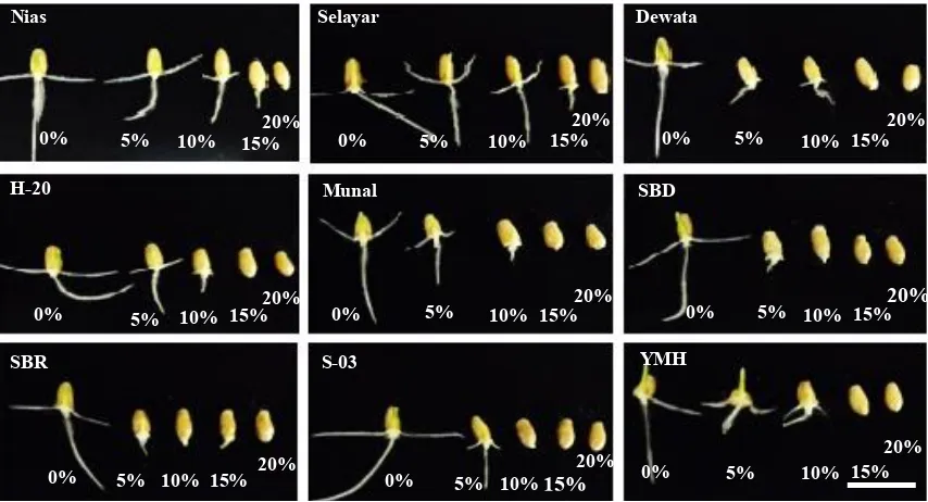 Gambar 3. Keragaan kecambah sembilan genotipe gandum pada beberapa konsentrasi PEG saat 2 hari setelah semai; Bar = 2 cm       