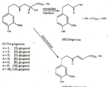 Gambar 4. Degradasi termal gingerol (Purseglove et al, 1981)  