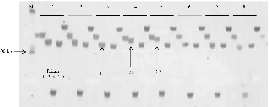 Gambar 1. Tingkat keragaman genetik kacang bogor pada popu-lasi Sukabumi dan Sumedang
