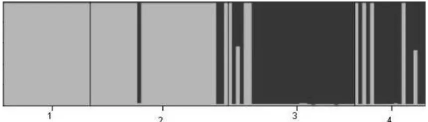 Gambar 4. Pohon filogenetik perwakilan aksesi kacang bogor berdasarkan jarak genetik (DA) menggunakan metode neighbor-joining analysis pada program DARwin versi 6.0.8