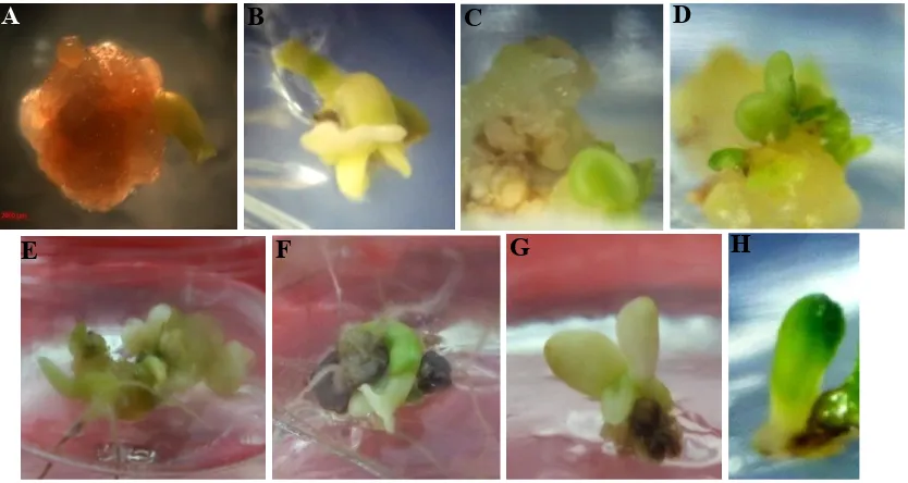 Gambar 4. Tahapan  embriogenesis  somatik  pada  genotipe  Yellow  biloxi:  (A)  Fase globular, (B) sel-sel embrio globular dicirikan den-gan sel-sel berukuran kecil dan inti (nukleus) yang besar, (C) Fase hati, (D) Fase torpedo, dan (E) bakal kotiledon 