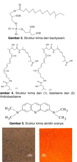 Gambar 3.  Struktur kimia dari bacilysosin. 